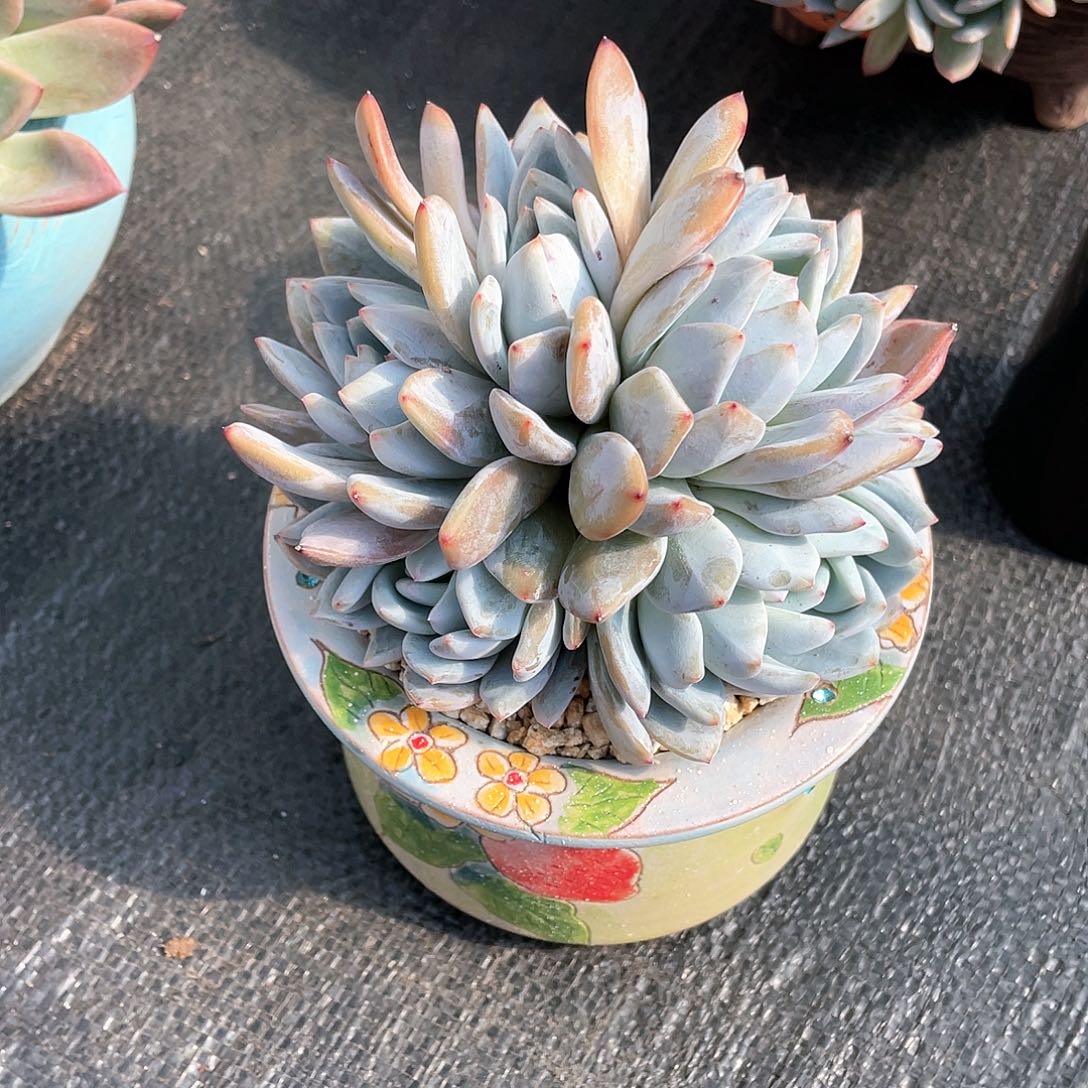 多肉植物一物一拍