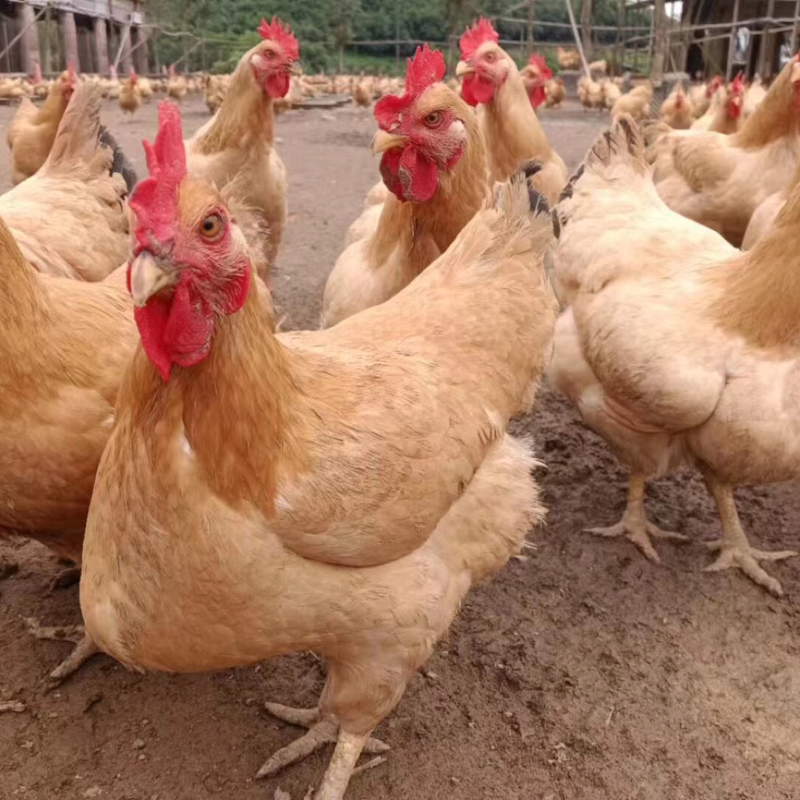 【活鸡发货】广东钱排现场选鸡农村散养三黄鸡果园鸡