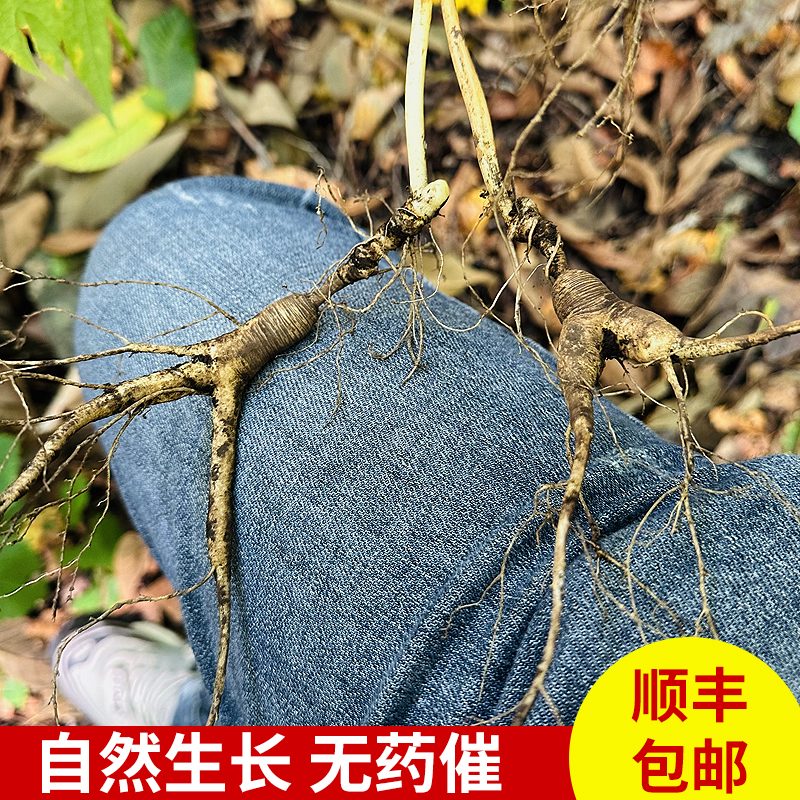 新鲜人参一支30克（泡酒）精品滋补食用深山健康品质送人