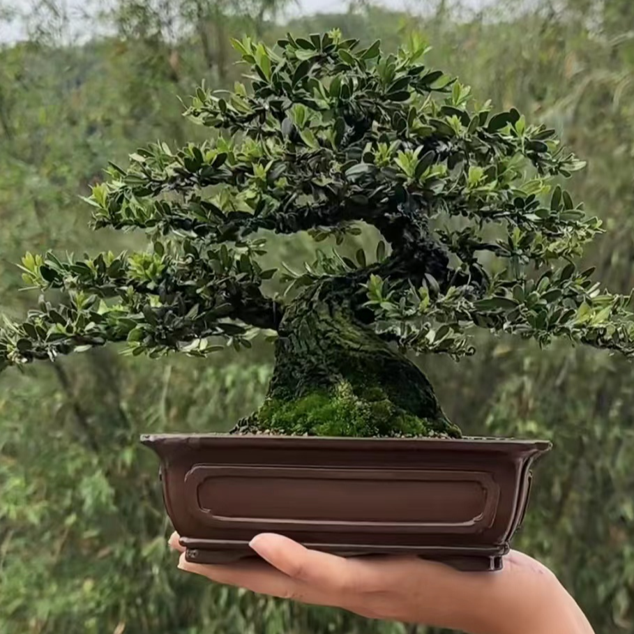 精品矮霸邹皮雀舌黄杨