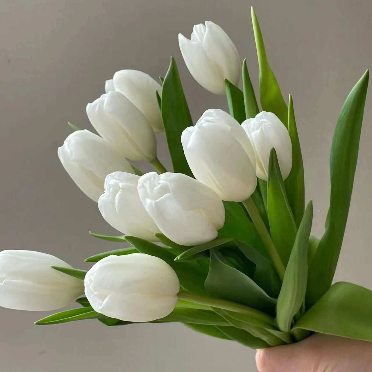 【进口】白色郁金香10支（家庭瓶插花）
