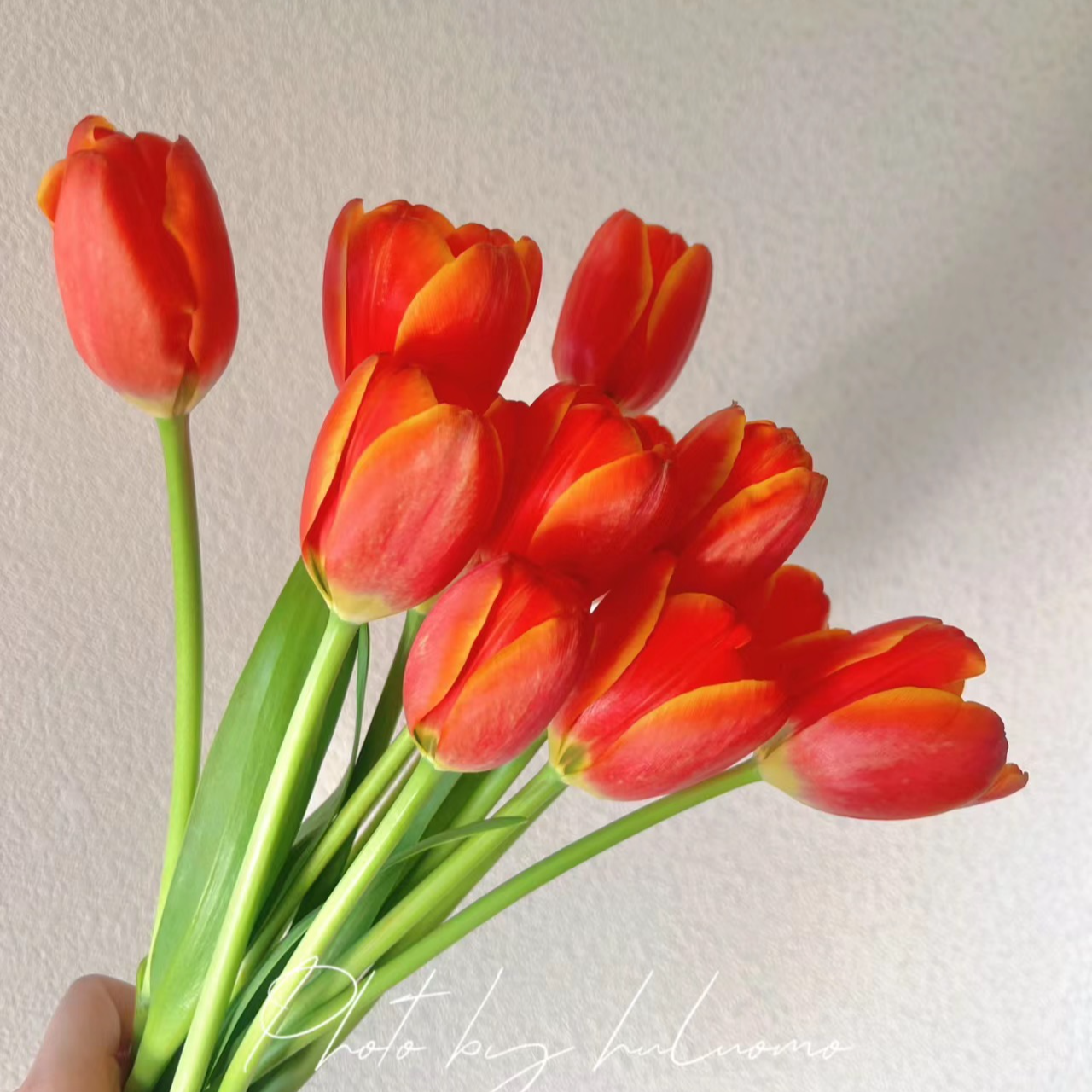 真爱郁金香橙色系10支（家庭瓶插花）