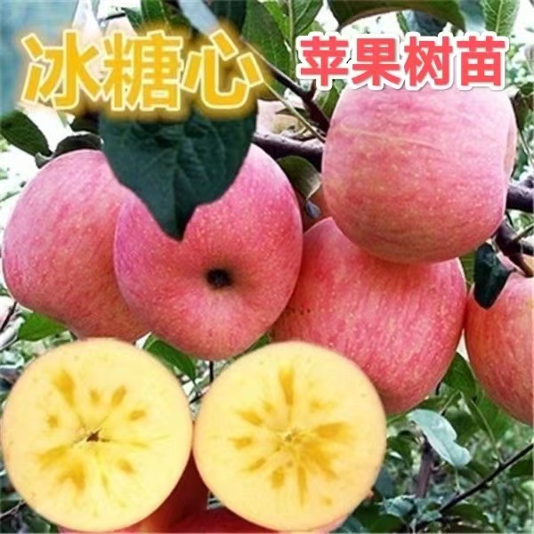苹果树苗优质红富士冰糖心脆甜盆栽地栽庭院阳台南北方种优质