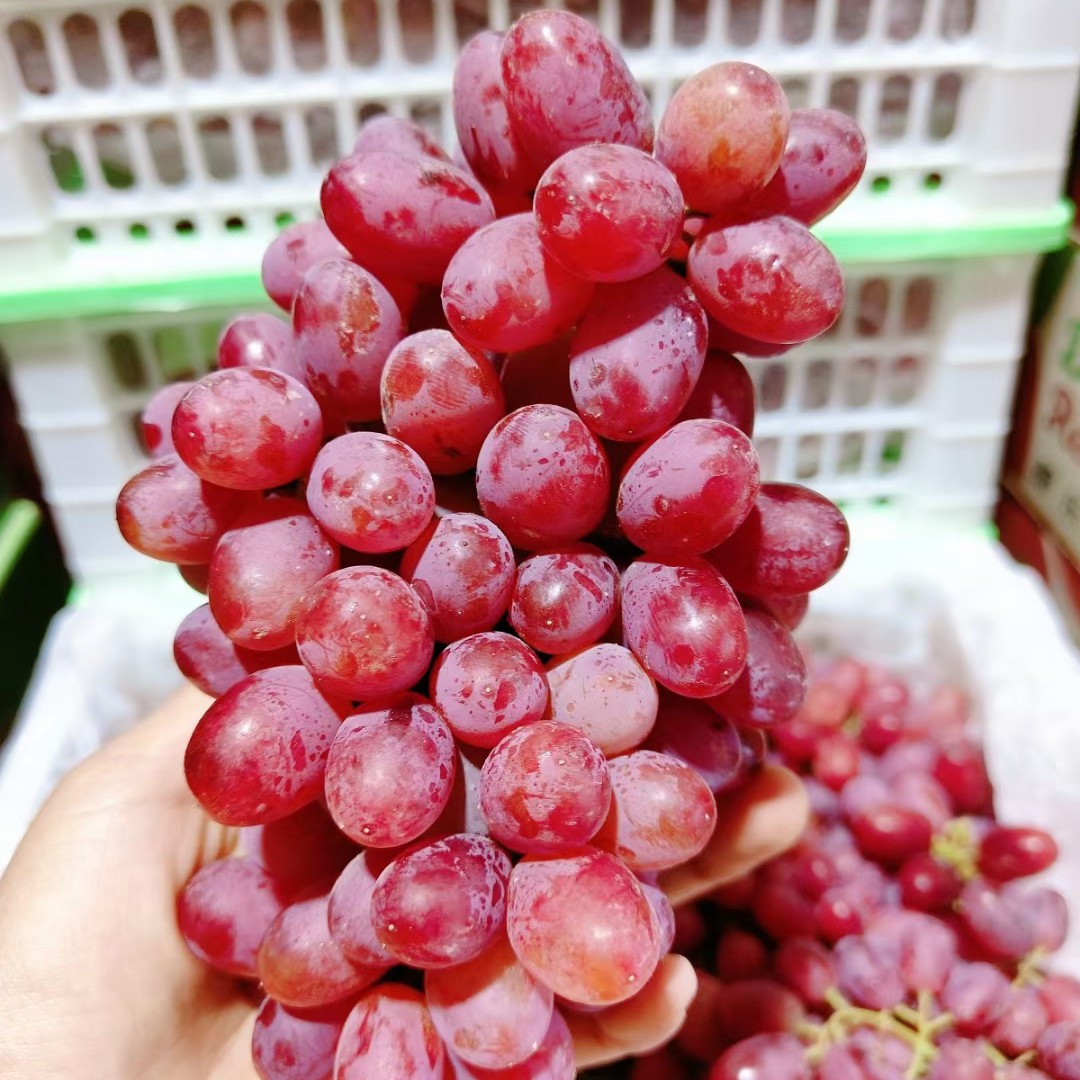 果鲜达(新疆炫蜜焰小红提），甜脆无籽