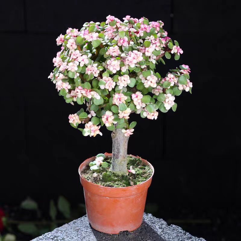 金枝玉叶老桩棒棒糖造型盆景室内花卉盆栽多肉植物雅乐之舞易养活