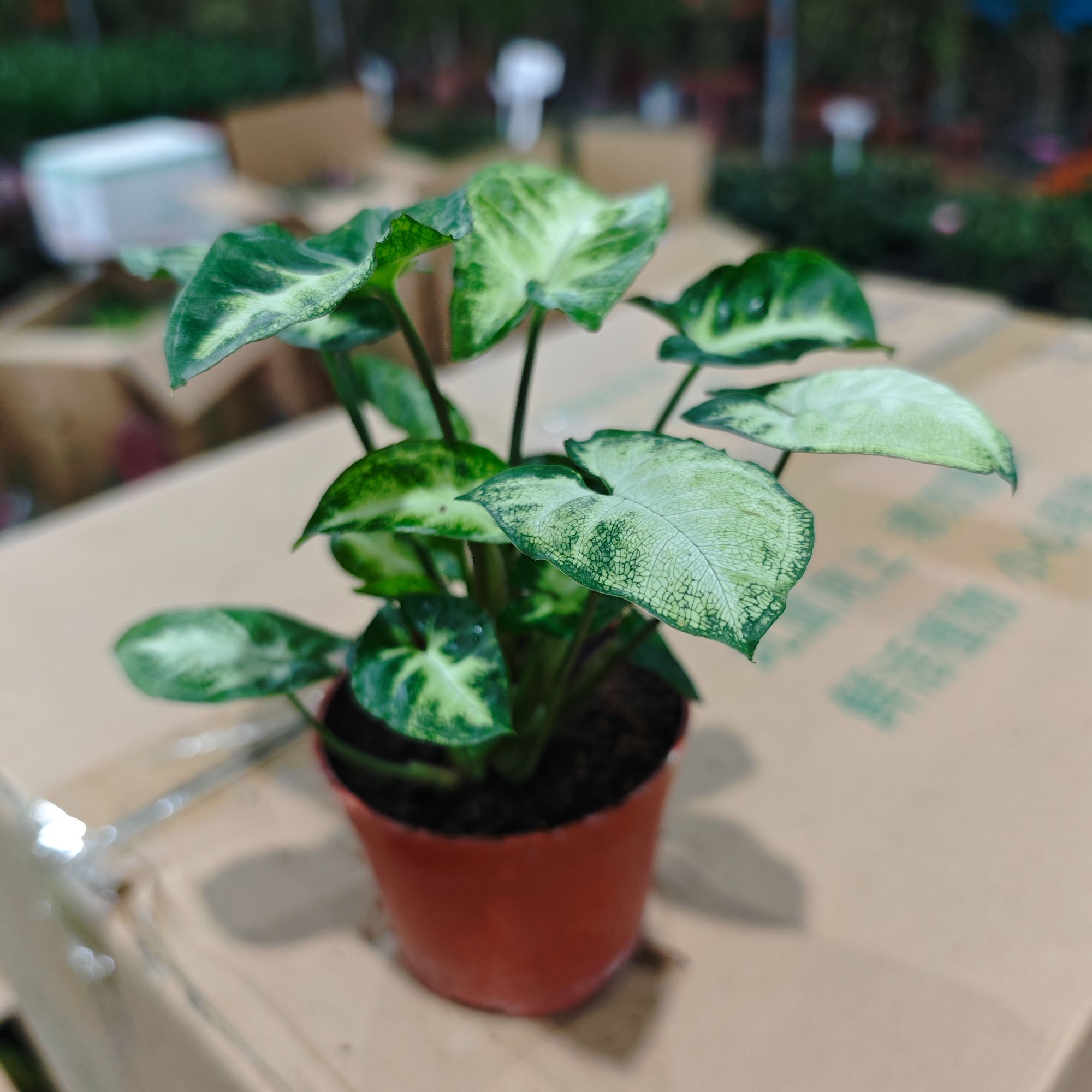 绿精灵合果芋盆栽好养活的观叶果芋四季常青绿植懒人新手推荐款式