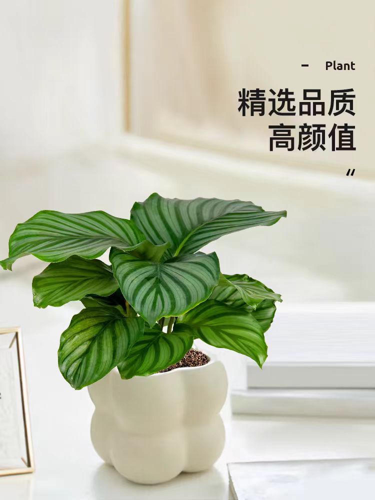 青苹果竹芋植物盆栽高颜值精选