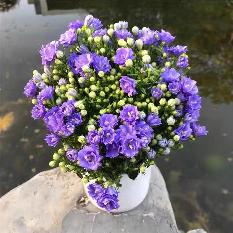 风铃花盆栽室内桌面绿植四季开花
