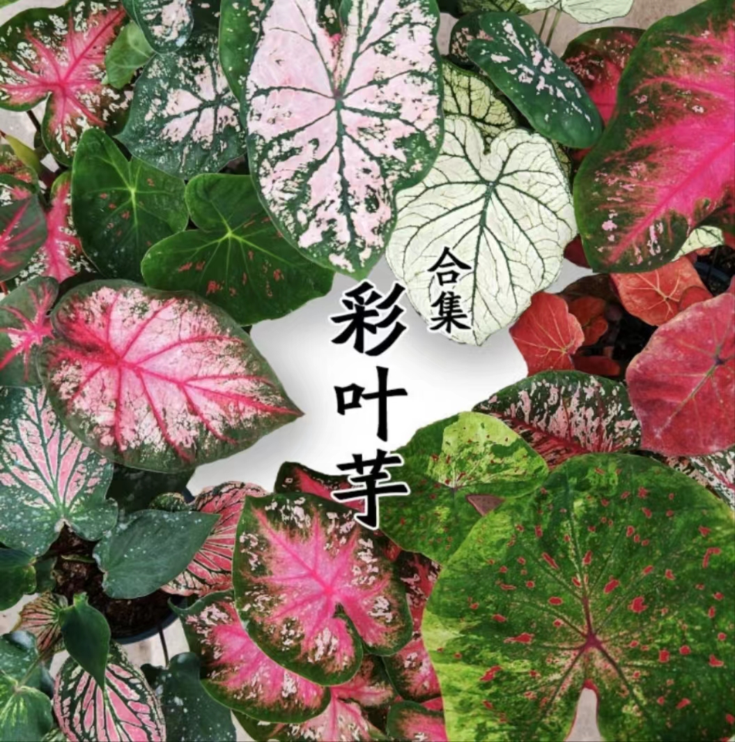 雀斑小姐彩叶芋花卉绿植海芋蔓绿绒合果芋热带网红植物基地种植