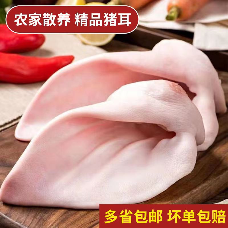 生鲜节【顺丰现货直发】【店长推荐】猪耳片有根猪耳朵新鲜冷冻猪耳片