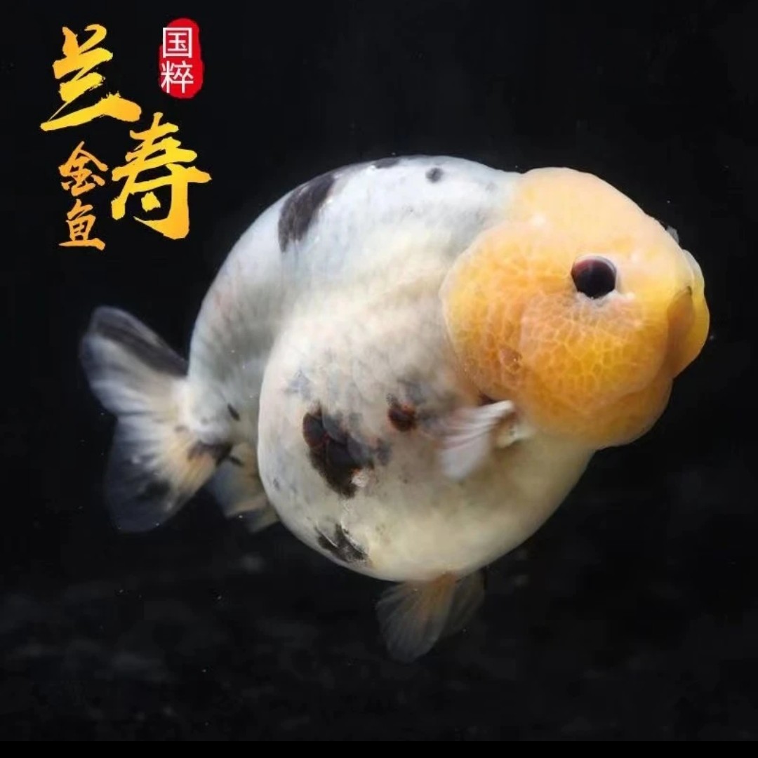 活体观赏兰寿金鱼