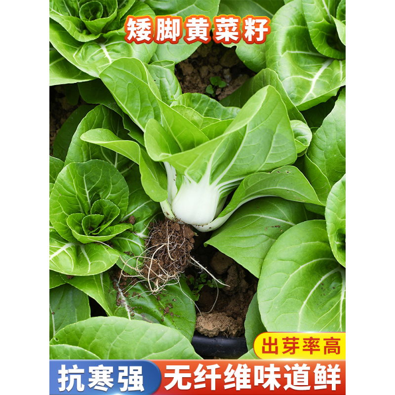 秋季南京矮脚黄菜籽 阳台庭院盆栽小菜园地青菜耐寒农家蔬菜种子