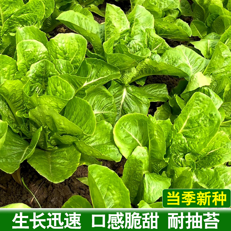 孔雀菜种籽 四季阳台小院花盆栽农家蔬菜种子菜园地播种植青菜春