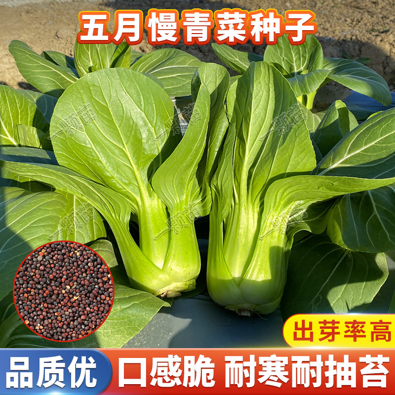 夏季青菜种籽六月慢五月慢六月慢耐热青梗菜种孑四季播易种蔬菜籽