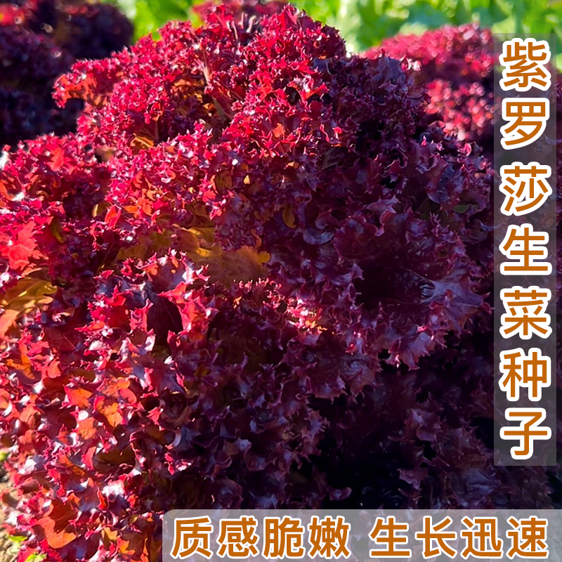 紫罗莎生菜种籽  阳台家庭小院花盆栽种植农家小菜园地蔬菜种子