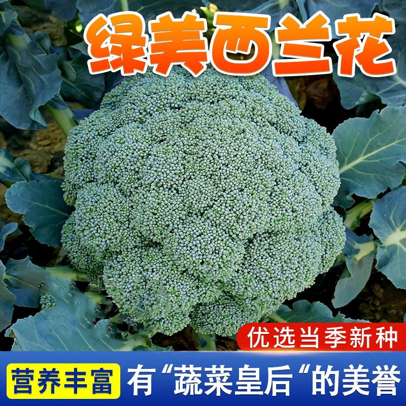 西兰花种籽 春秋季西蓝花阳台庭院种植花盆栽农家地播种蔬菜种子