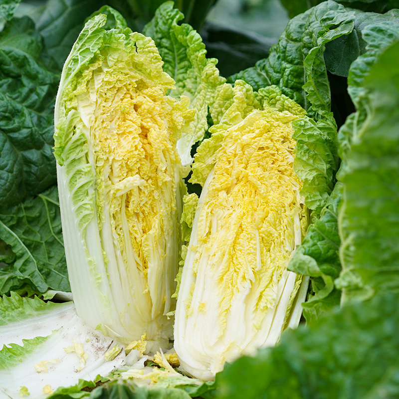 黄心快白菜种籽 阳台庭院四季盆栽农家蔬菜种子菜园地播种植春季