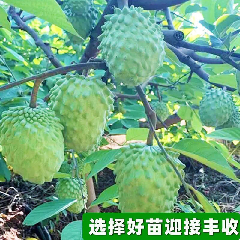 紅皮蜜释迦台湾凤梨释迦果嫁接苗