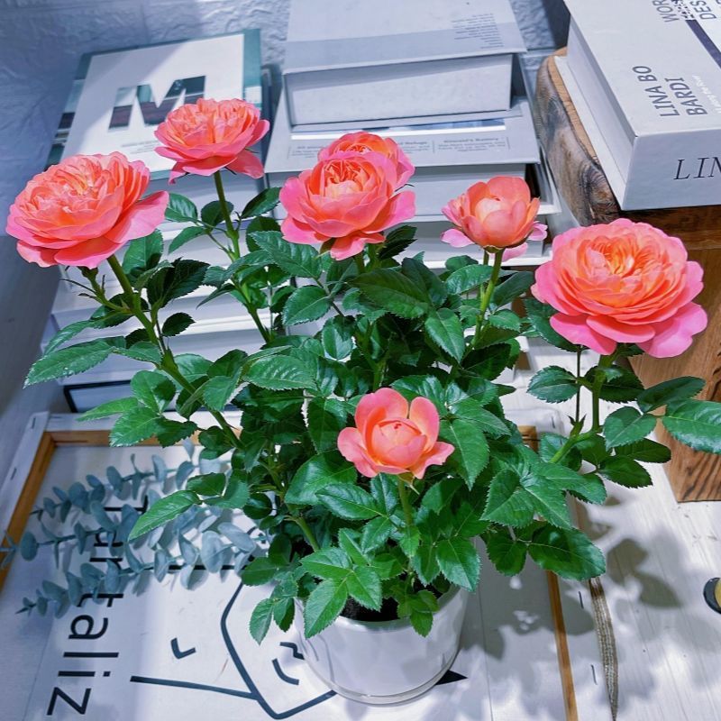 【彩虹阳台】阳台庭院花园楼顶好养护抗病性强花卉绿植月季盆栽