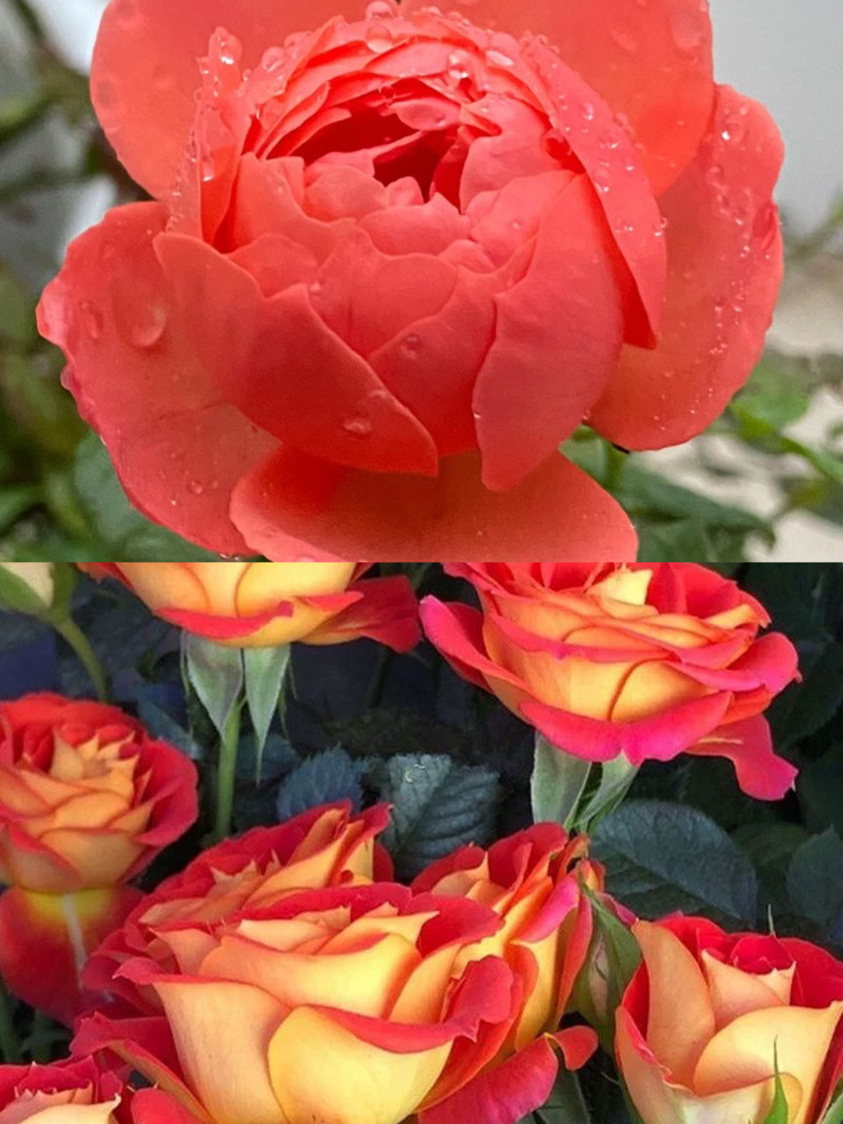 【彩虹阳台-二乔双鱼座】阳台庭院好养护四季开花盆栽绿植花卉