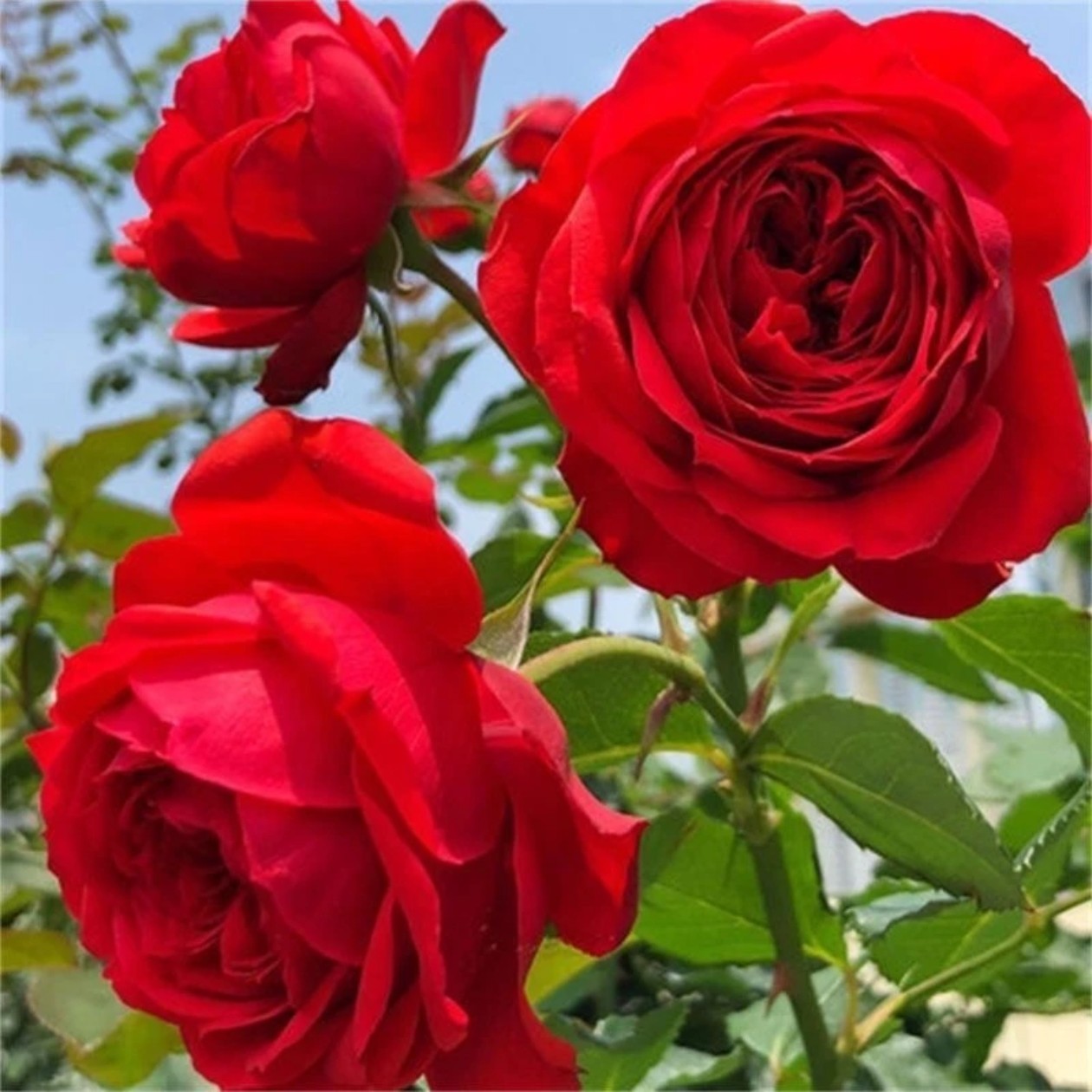 【红苹果】阳台庭院花园好养护抗病性强花卉绿植月季盆栽地栽