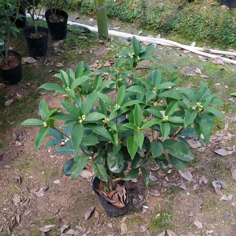 （补差专享2）直播间一物一拍整数专享链接，而非实际桂花价