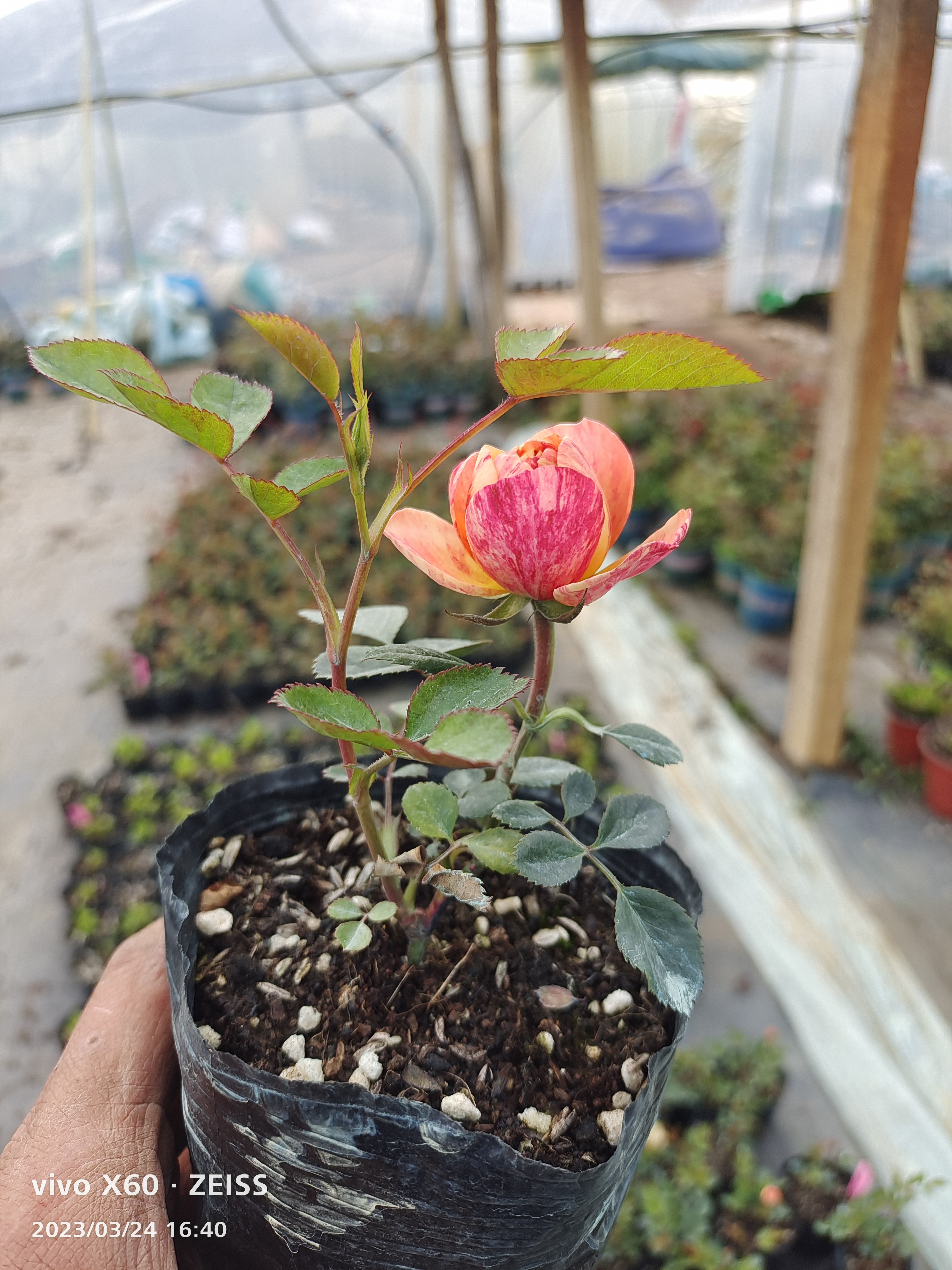 果汁飞溅月季  开花不稳定 扦插苗