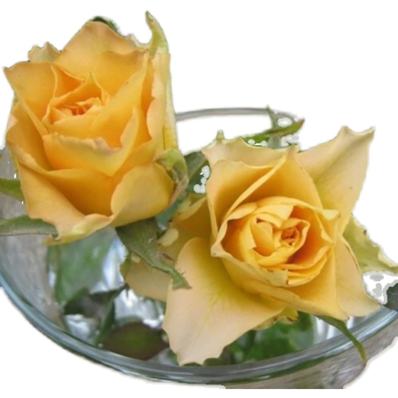 天堂系列---乌列(神之焰) 河本作品  多季节 扦插苗 包对版