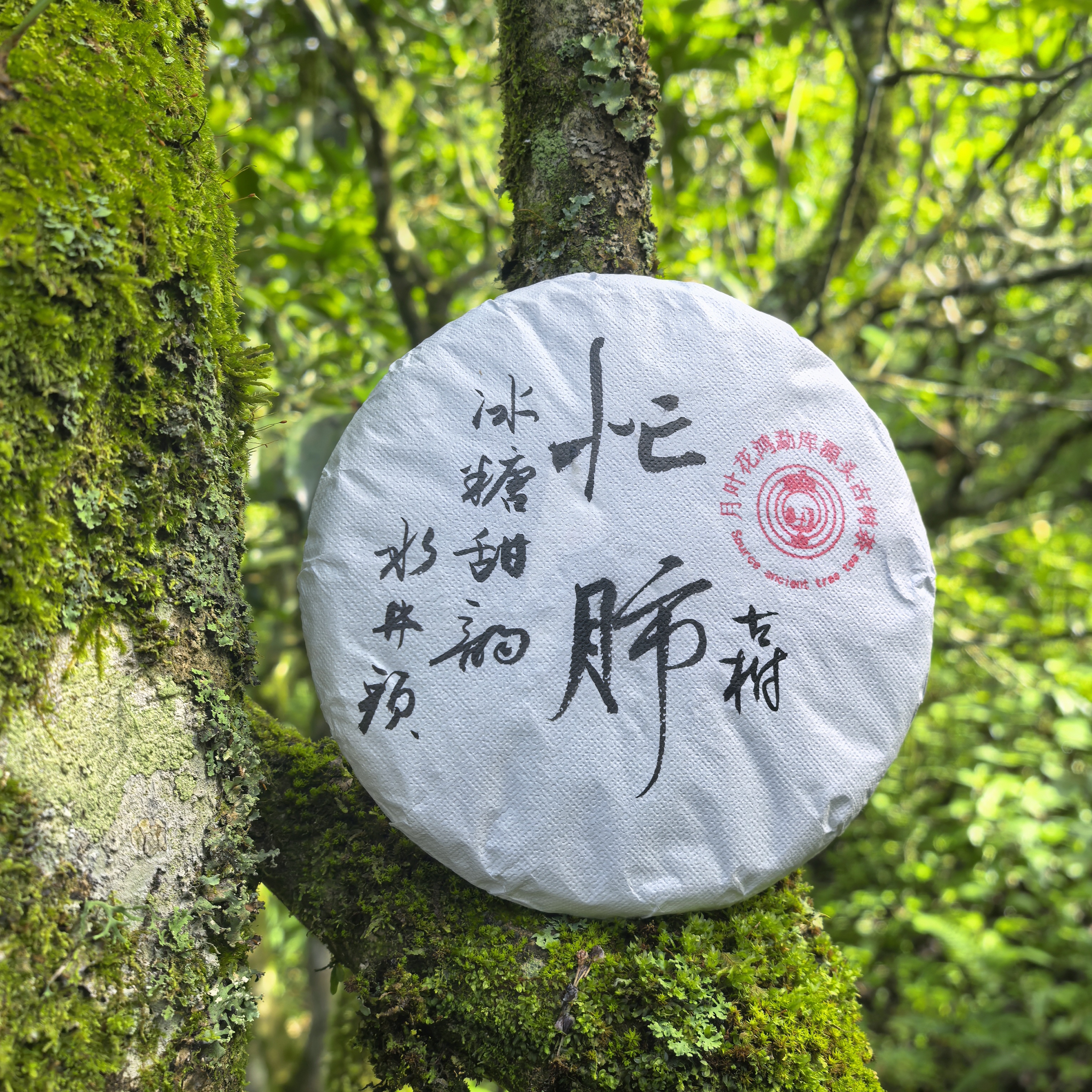 月叶花鸿2024【忙肺】300年古树春茶兰花香 爆甜 云南普洱茶生茶