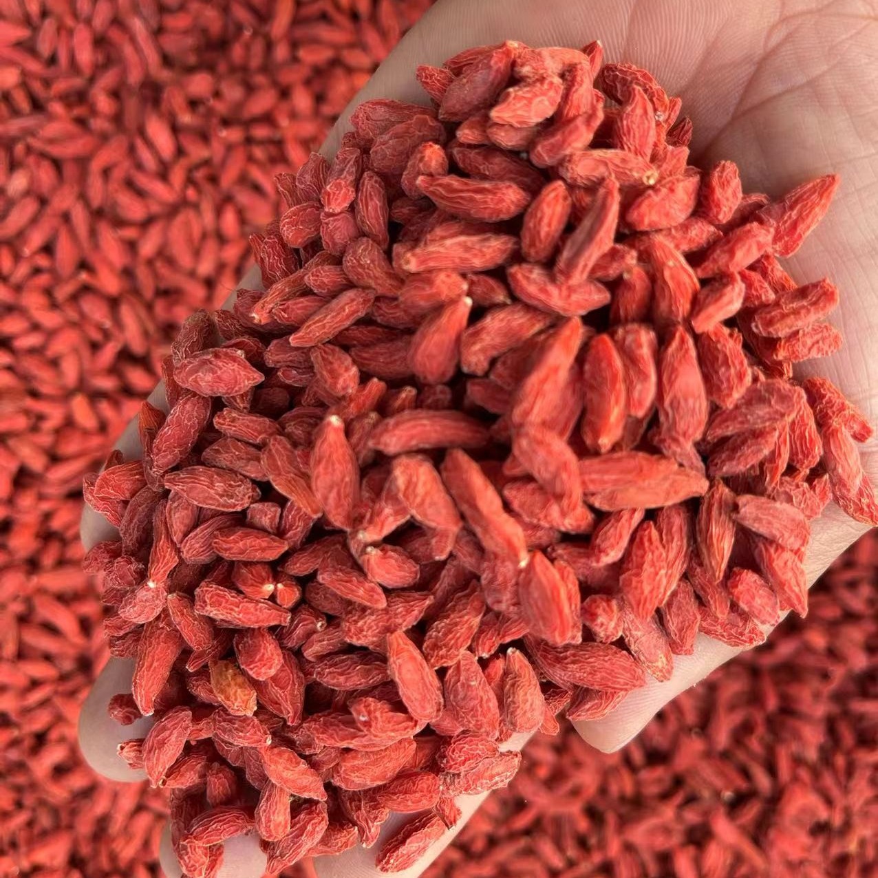 【金子推荐】长白山红枸杞 净重250克/500克食用男性农产品
