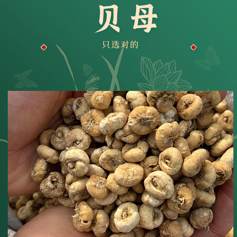 【金子推荐】长白山干货平贝母 