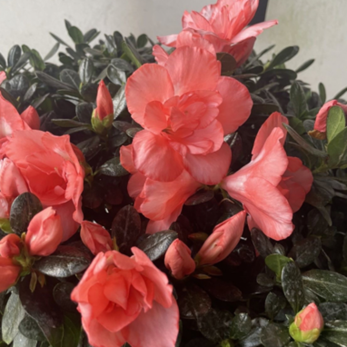 西洋鹃樱桃红杜鹃花带满树花包带开花原盆原土发货