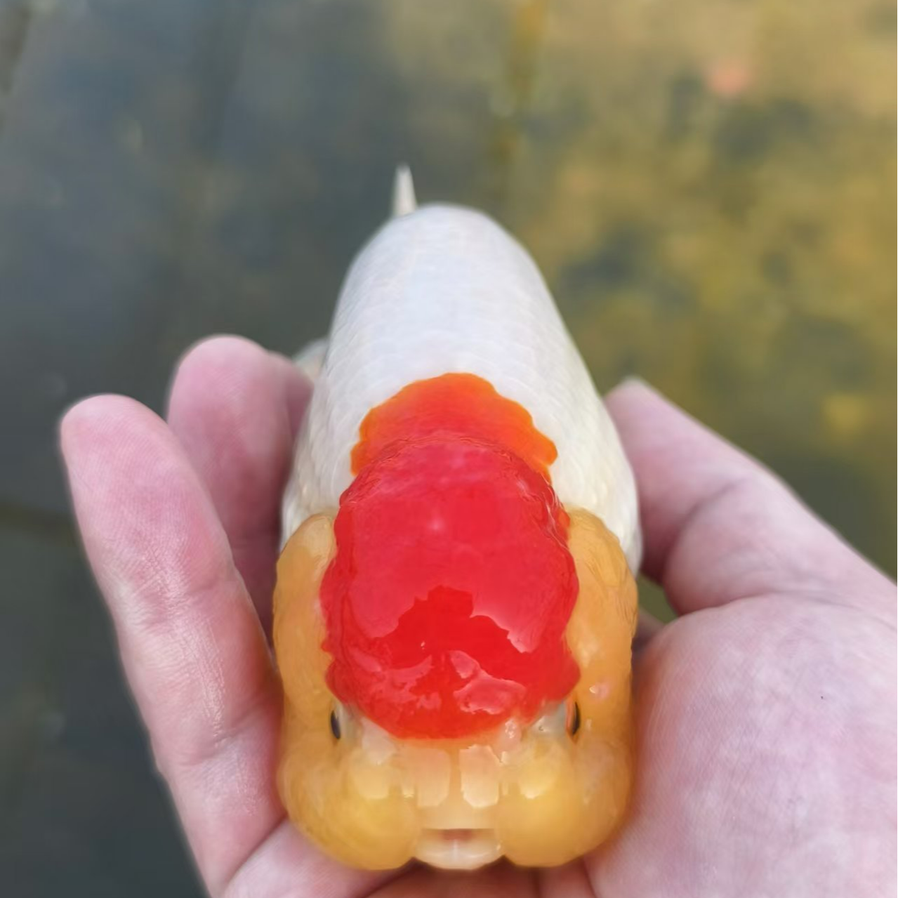 兰寿·泰狮·金鱼·观赏鱼【无开箱视频不售后】