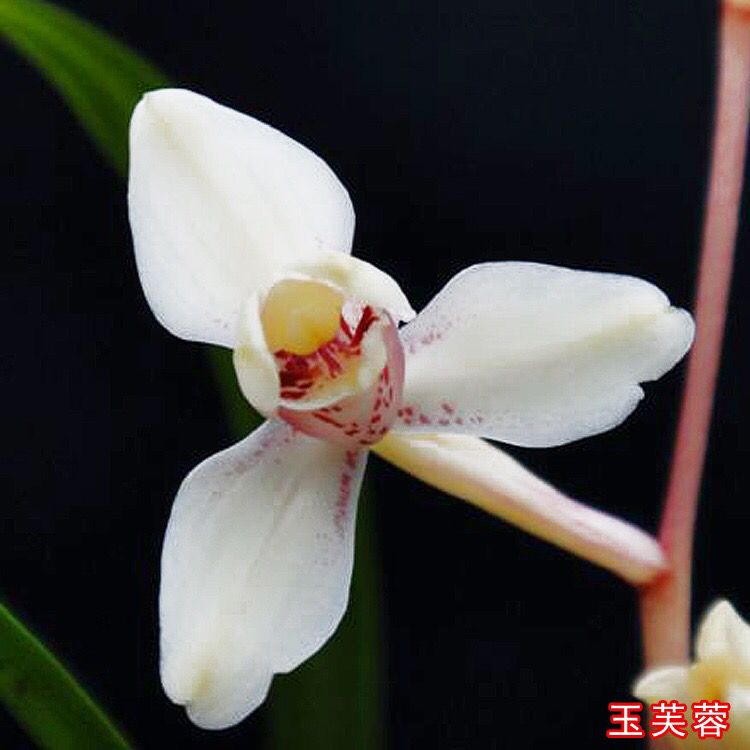兰花苗建兰四季兰铭品玉芙蓉原生老种夏带花苞客厅花卉办公室盆栽
