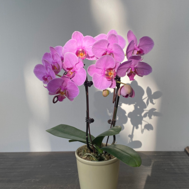 40969 明日之星  叶片自然开裂  花期长