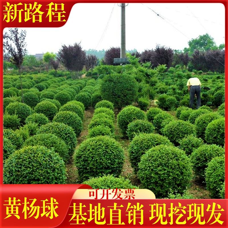 黄杨苗小叶黄杨球红叶石楠球植物球庭院盆栽南瓜巨型盆景