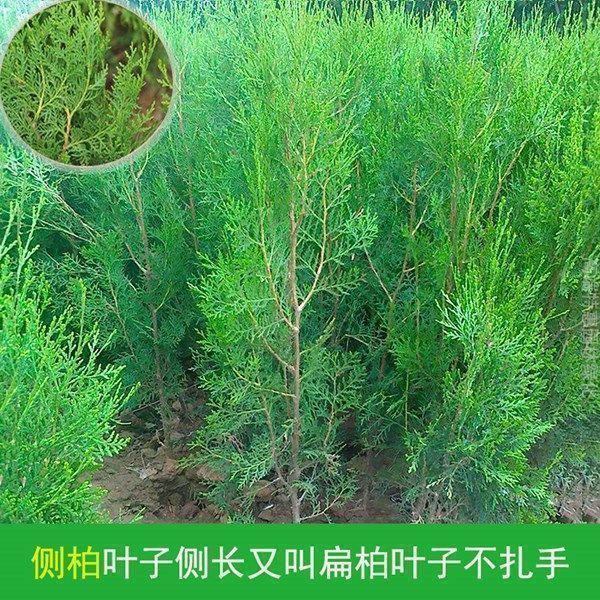  侧柏树苗 扁柏苗，洒金柏，庭院苗植物侧柏小苗杯苗