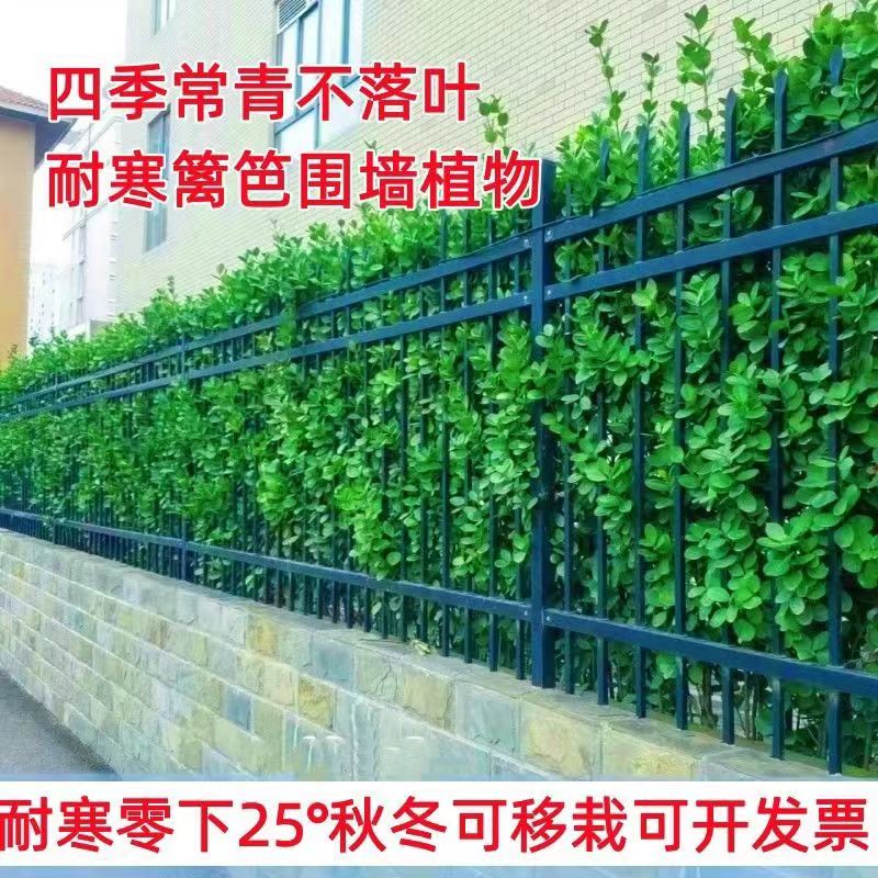 北海道黄杨苗篱笆围栏庭院绿化黄杨苗四季常青大叶直立冬青树苗