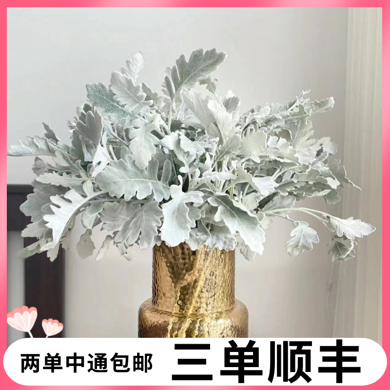 【高级灰 丨银叶菊】银叶菊鲜花| 两单包邮 | 三单升级顺丰