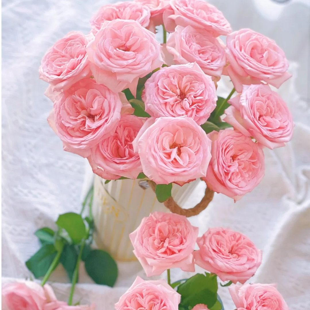 A级粉荔枝浓香玫瑰【花材两单以上京东空运包邮】云南鲜花源头直发