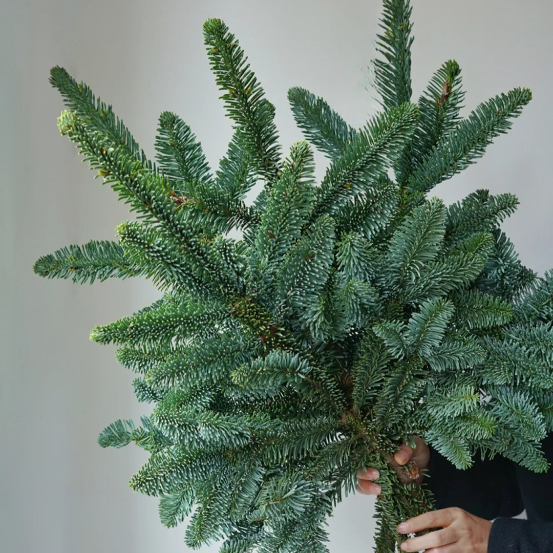 国产/进口诺贝松圣诞节【任意两单京东空运包邮】云南鲜花源头直发