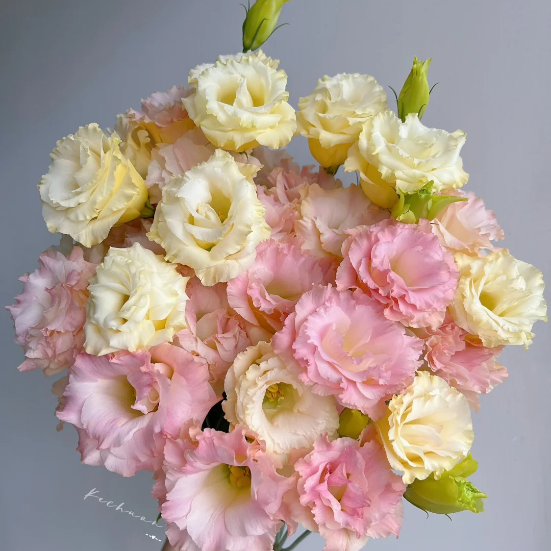 浪漫鲜切花紫色绿色洋桔梗鲜花束云南基地直发室内水培家用插花