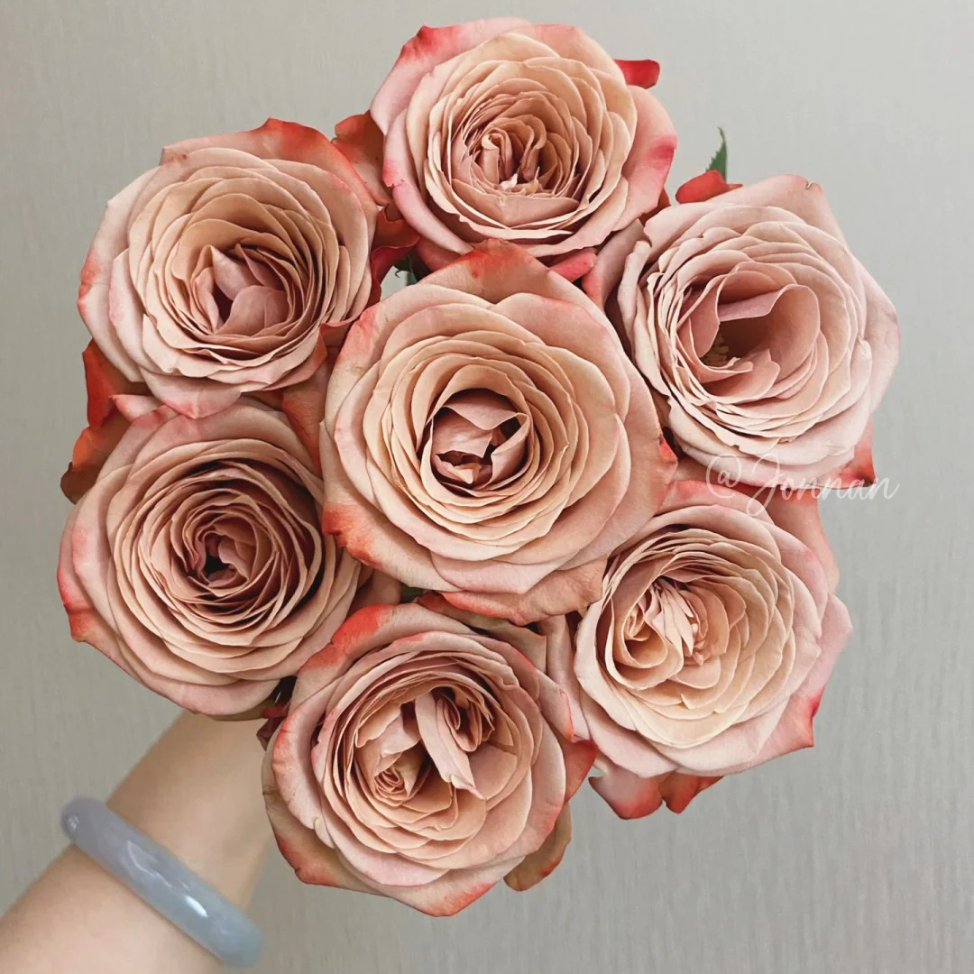 A级卡布奇诺【花材两单以上京东空运包邮】云南鲜花源头直发