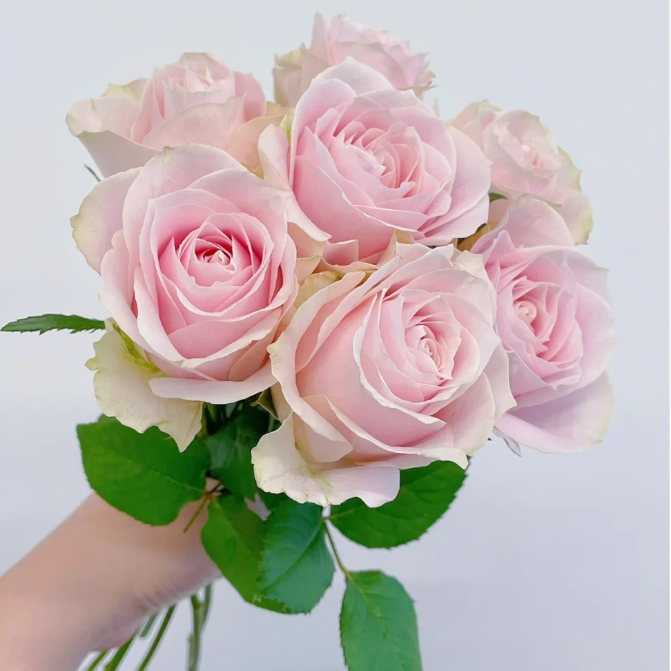 A级粉红雪山玫瑰【花材两单以上京东空运包邮】云南鲜花直发