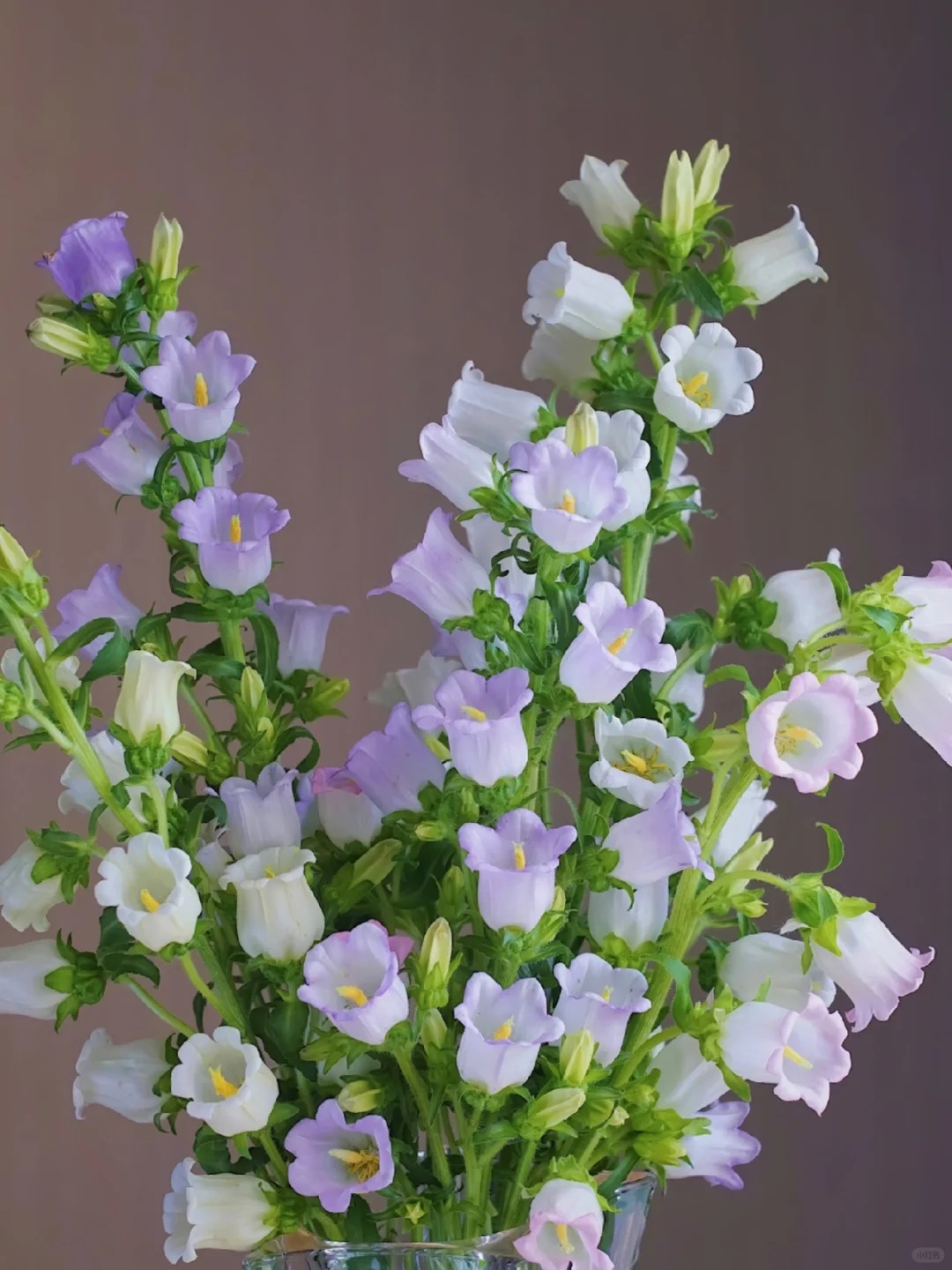 告白风铃花花束花苞多云南鲜花花卉七夕基地直发家用鲜花多头