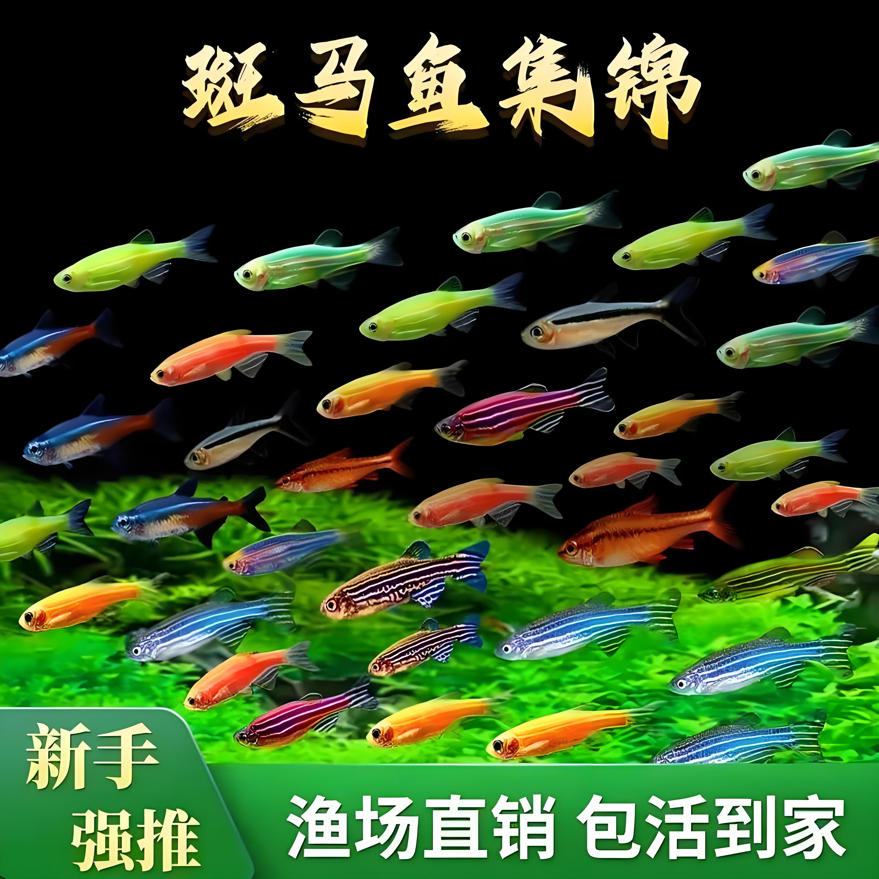 精品糖果斑马鱼2-3公分