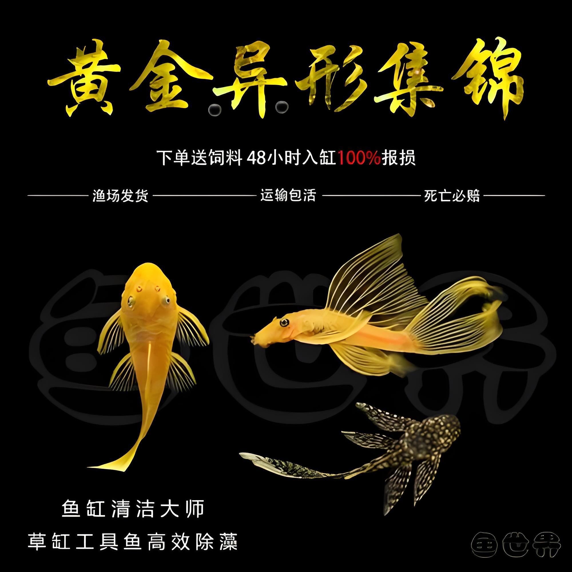 黄金胡子鱼3.5-4公分清理残食绿藻