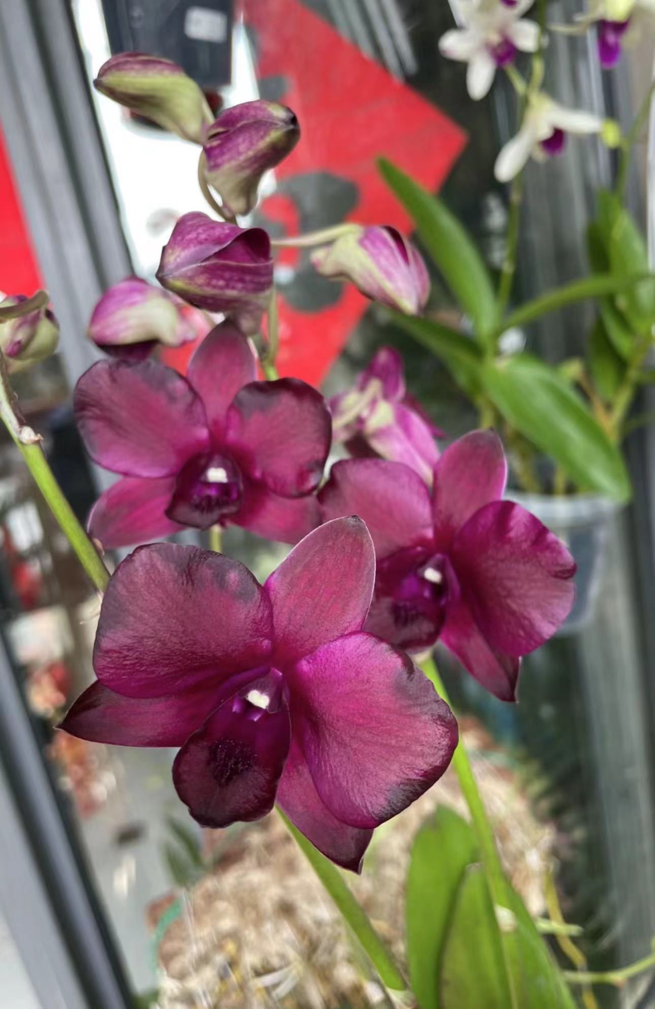 咖啡猫（无花苗）秋石斛爆花好养花期长云南鲜花绿植