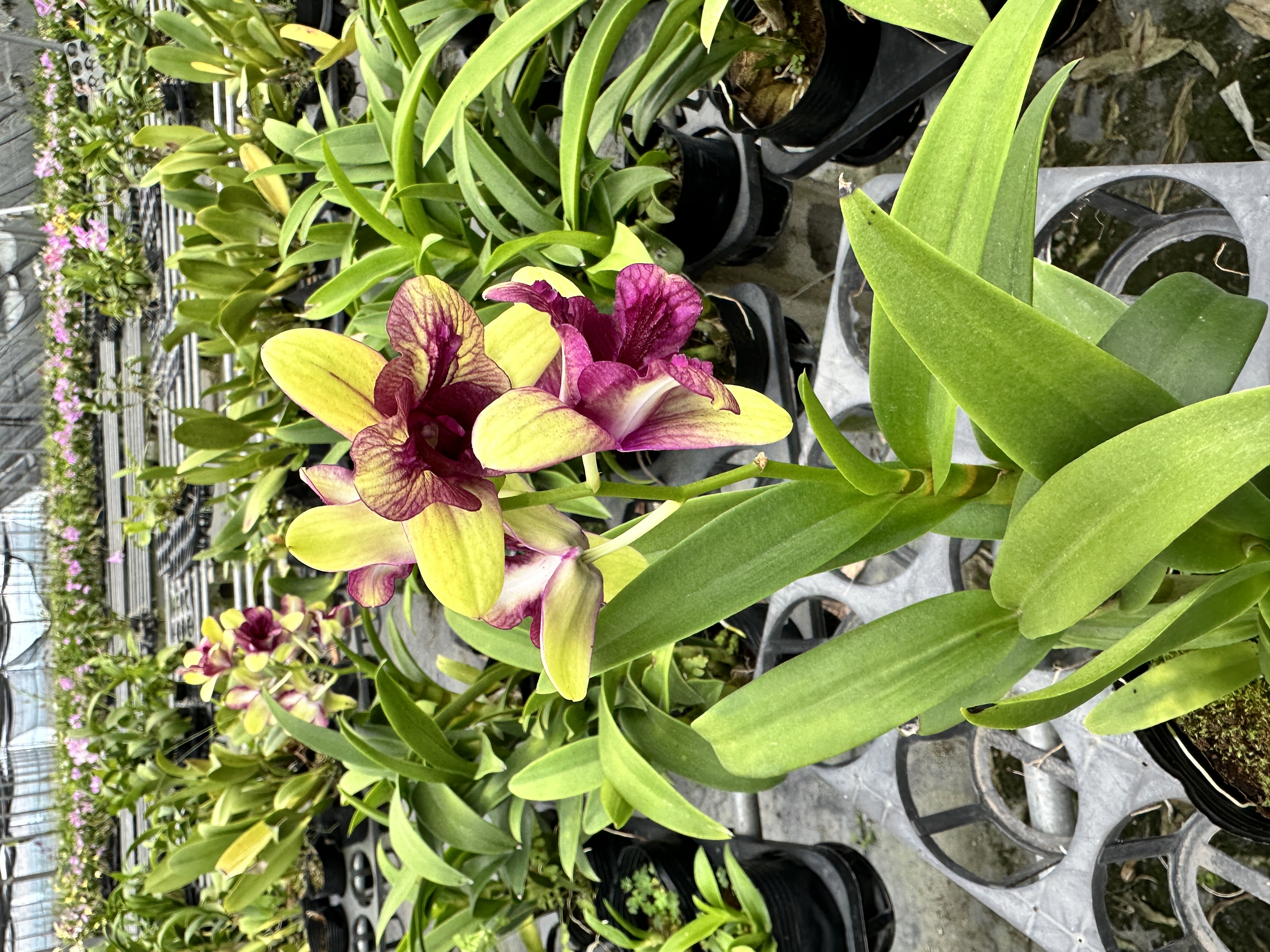 杰克逊  (带花）秋石斛粉紫爆花好养花期长云南鲜花绿植