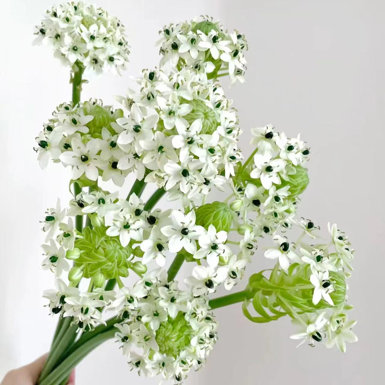 伯利恒之星天鹅绒种球（大） 3颗 白色爆花多年生种球 云南鲜花绿植